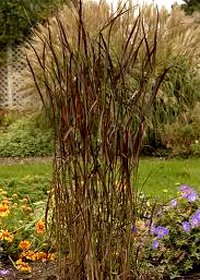 Panicum 'Huron Solstice'